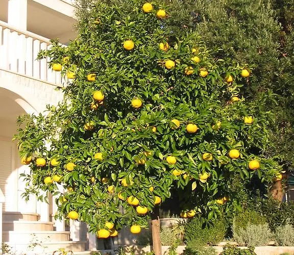 Lägenhet Costa Rica